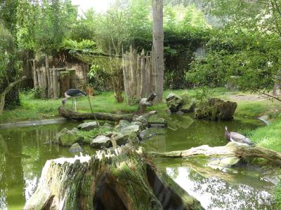 Volière africaine - 2023