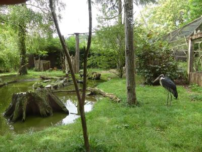 Volière africaine - 2023