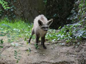 Otocyon