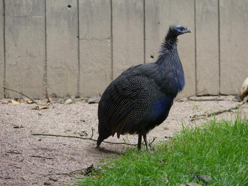 Pintade vulturine
