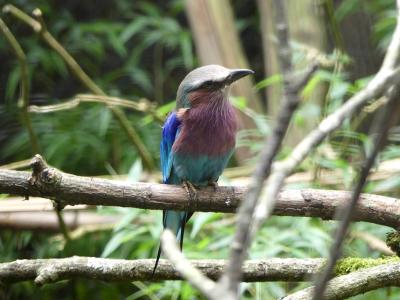 Rollier à longs brins - 2023