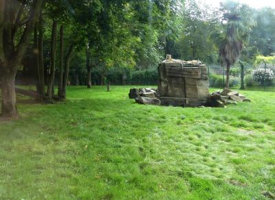 Tigre de Sibérie - 2023