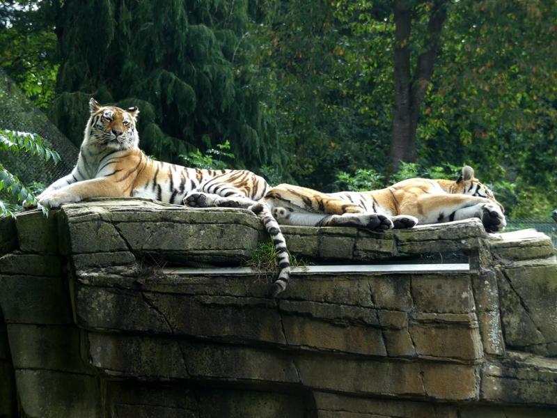 Tigre de Sibérie