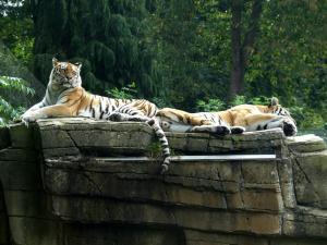 Tigre de Sibérie