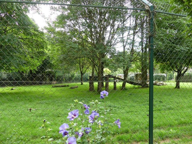 Tigre de Sibérie