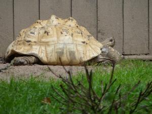 Tortue léopard