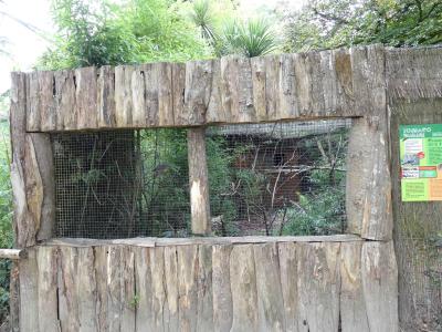 Rollier à longs brins - Colombar waalia - 2023