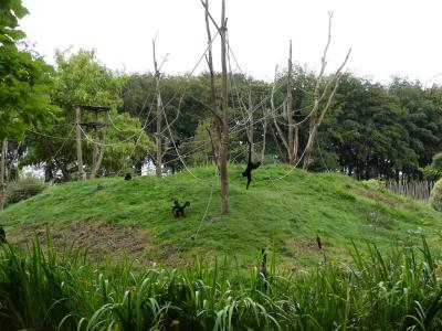 Atèle noir de Colombie - 2023