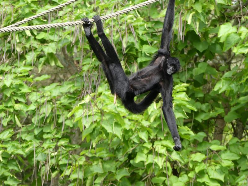 Atèle noir de Colombie