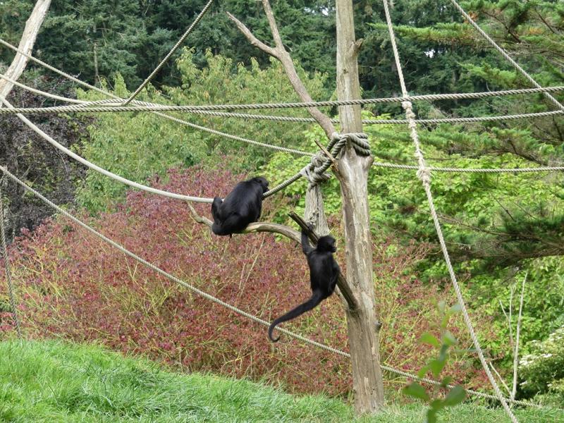 Atèle noir de Colombie