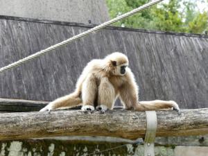Gibbon à mains blanches