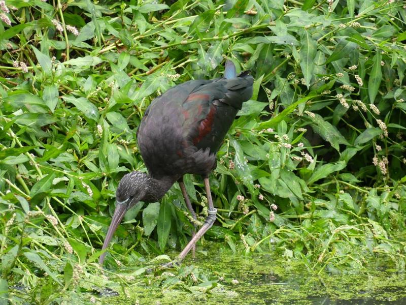 Ibis falcinelle