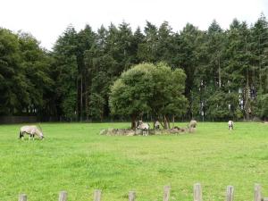 Oryx gazelle