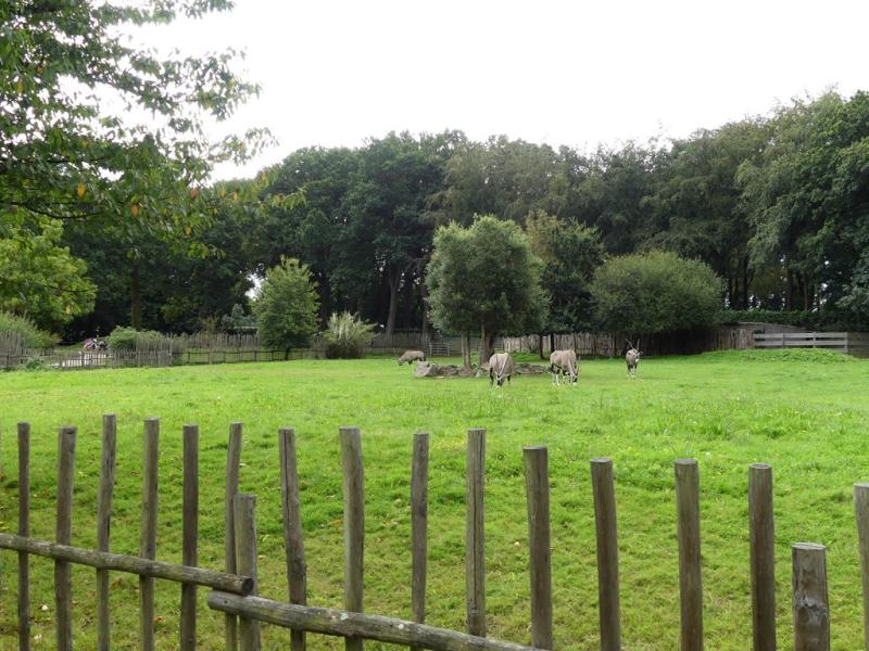 Oryx gazelle