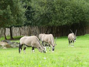 Oryx gazelle
