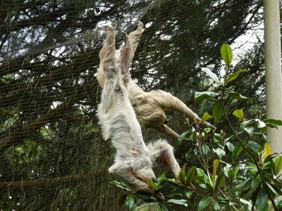 Parresseux à deux doigts - 2023