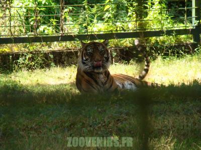 Tigre de Sumatra - 2010