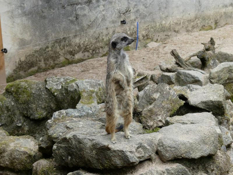 Suricate