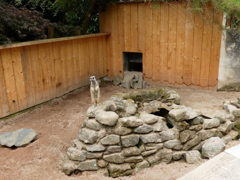 Suricate