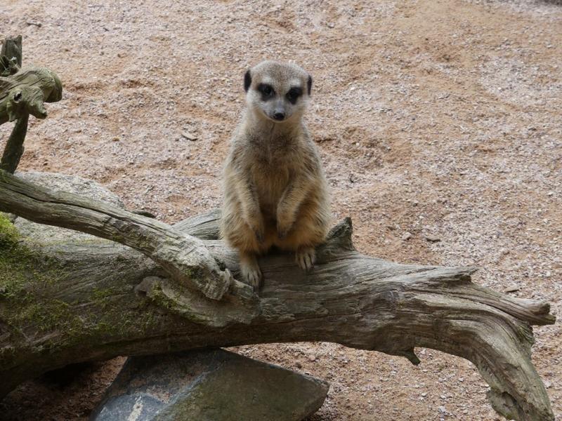 Suricate