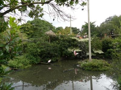 Volière sud-américaine - 2023