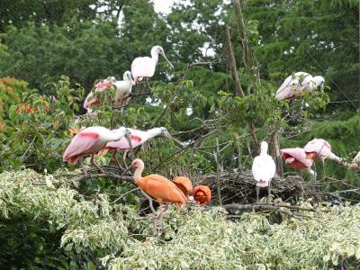 Volière sud-américaine - 2023