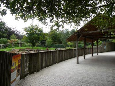 Guépard d'Afrique australe - 2023