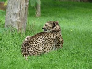 Guépard  d'Afrique australe