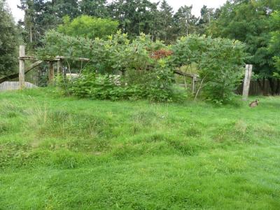 Guépard  d'Afrique australe - 2023