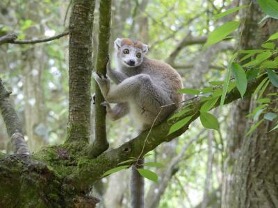 Lémur couronné - 2023