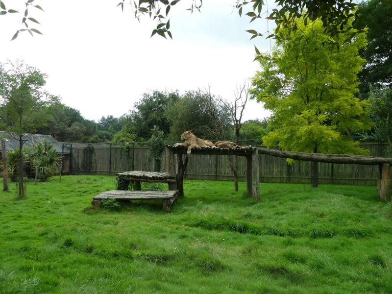 Lion d'Afrique