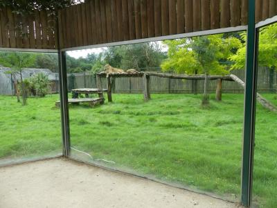 Lion d'Afrique - 2023