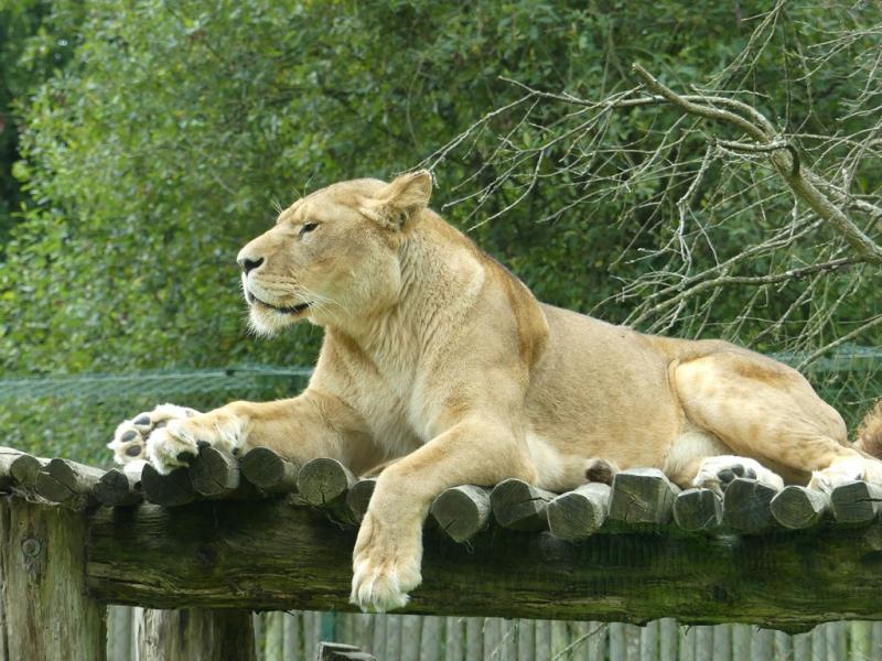 Lion d'Afrique