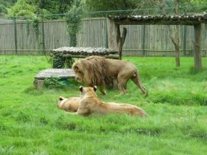 Lion d'Afrique