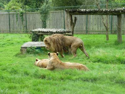 Lion d'Afrique - 2023