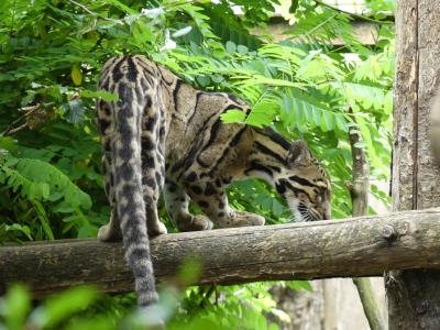 Panthère longibande - 2023