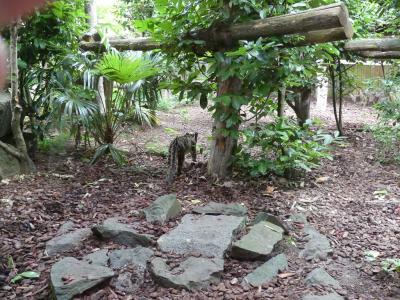 Panthère longibande - 2023