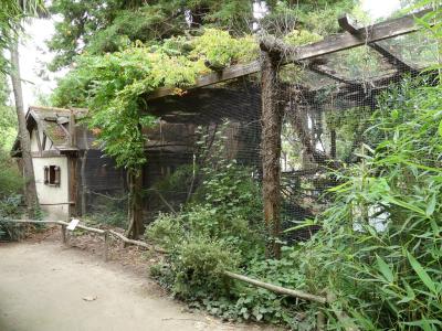 Tamarin empereur - 2023