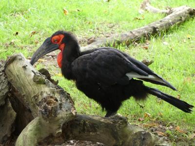 Calao terrestre - 2023