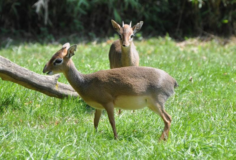 Dik-dik de Kirk
