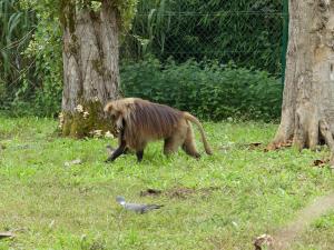 Gelada