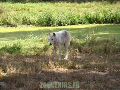 Loup de Mackenzie - 2010
