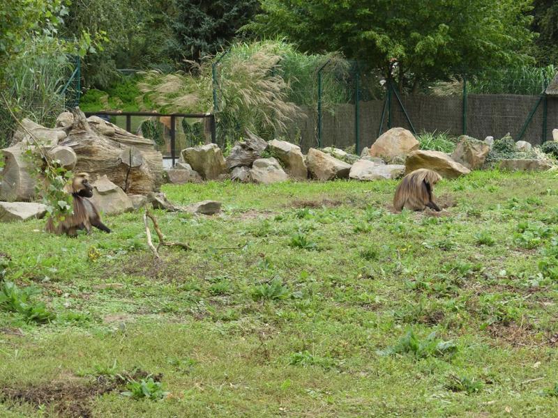 Gelada