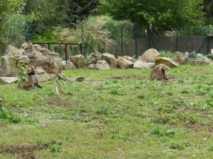 Gelada
