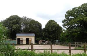 Girafe de Rothschild