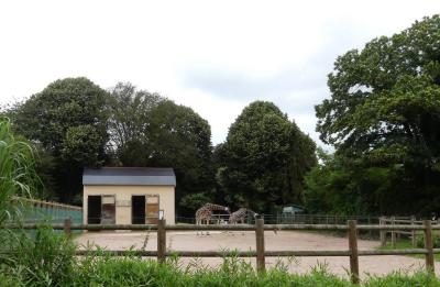 Girafe de Rothschild - 2023