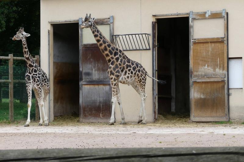 Girafe de Rothschild