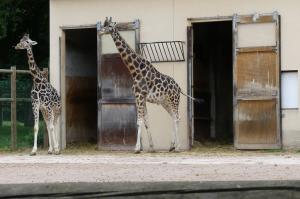 Girafe de Rothschild