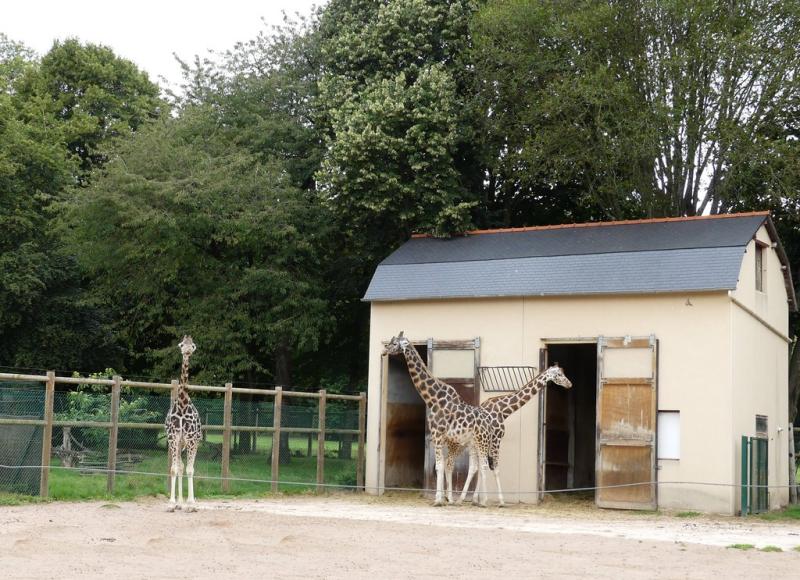Girafe de Rothschild