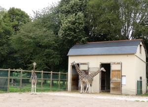 Girafe de Rothschild